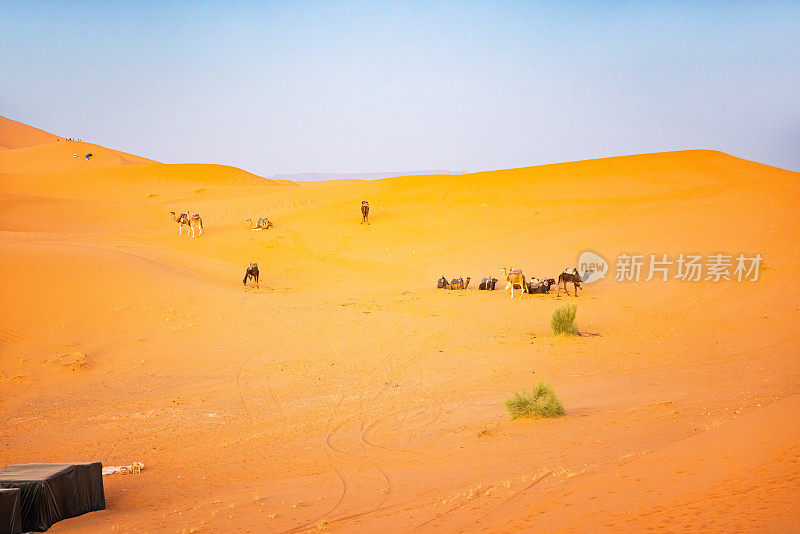 骆驼在沙漠中休息，Merzouga, Erg Chebbi，撒哈拉，摩洛哥